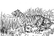 Cat Coloring Pages 4 - A Big Tiger