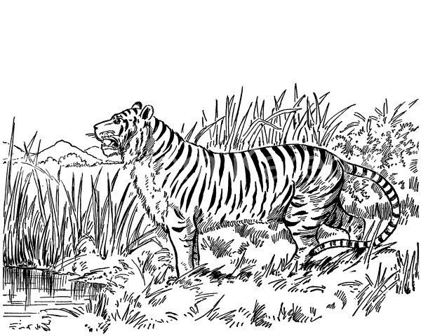 Cat Coloring Pages 4 - A Big Tiger