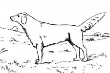 Dog Coloring Pages 6