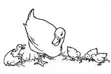 Duck Coloring Pages 1