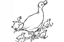 Duck Coloring Pages 2