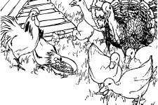 Duck Coloring Pages 7