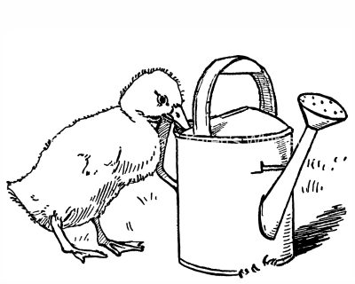 Duck Coloring Pages 3