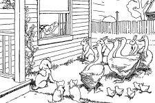 Animal Coloring Pages 2