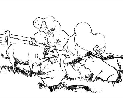 Animal Coloring Pages 4
