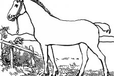 Free Horse Coloring Pages 2