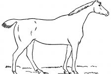 Free Horse Coloring Pages 5