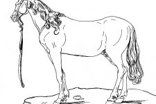 Horse Coloring Sheets 8
