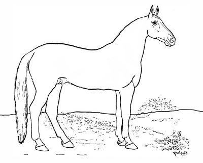 Horse Coloring Sheets 7