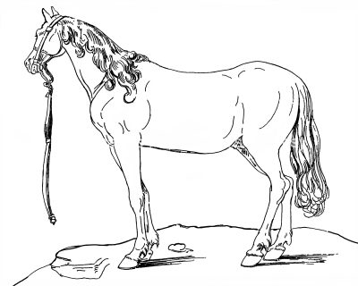 Horse Coloring Sheets 8