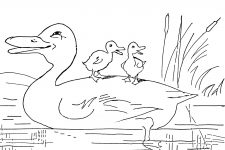 Farm Animal Coloring Pages 2