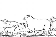 Farm Animal Coloring Pages 6