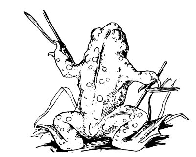 Frog Coloring Pages 9