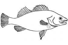 Fish Coloring Pages 1