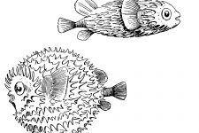 Fish Coloring Pages 2