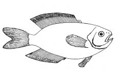 Fish Coloring Pages 4
