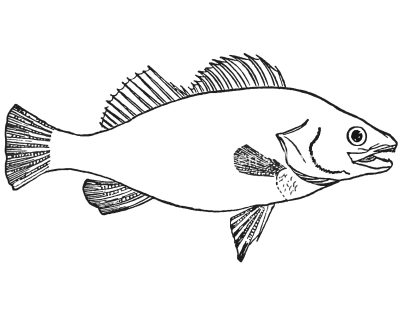 Fish Coloring Pages 1