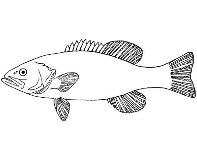 Fish Coloring Pages 3
