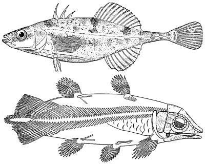 Fish Coloring Pages 5