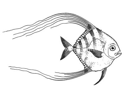 Fish Coloring Pages 6