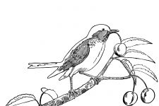 Bird Coloring Pages 1