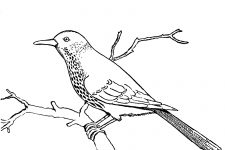Bird Coloring Pages 3