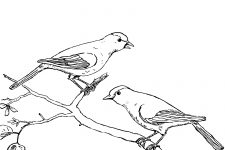 Bird Coloring Pages 4