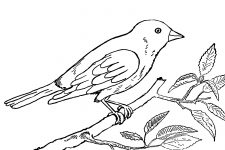 Bird Coloring Pages 5