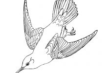 Bird Coloring Pages 6