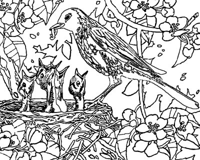 Bird Coloring Pages 2