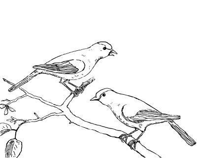 Bird Coloring Pages 4