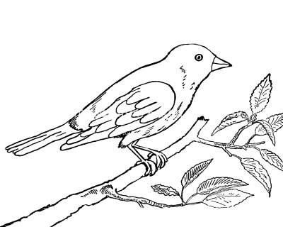 Bird Coloring Pages 5