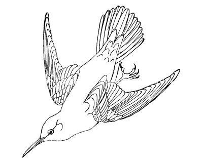 Bird Coloring Pages 6