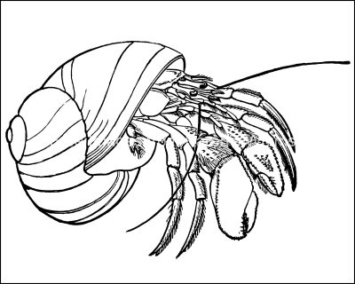Ocean Coloring Pages 3