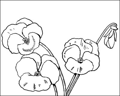 Flower Coloring 5
