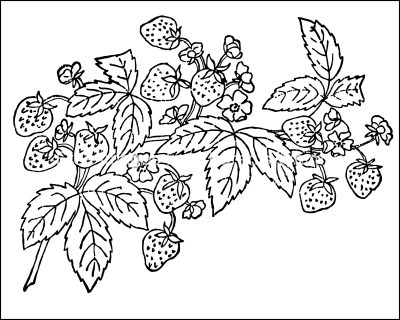 Flower Coloring 8
