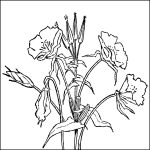 Flower Coloring Pages 3