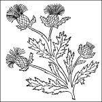 Flower Coloring Pages 8