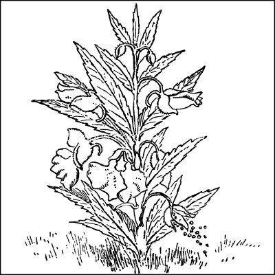 Flower Coloring Pages 1