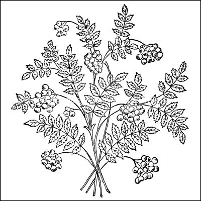 Flower Coloring Pages 5