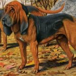Dog Pictures 5 - Two Bloodhounds