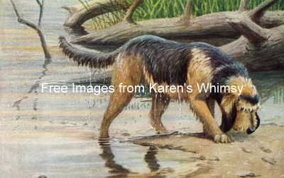 Dog Pictures 1 - An Otterhound by a Stream