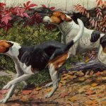 Dog Drawings 2 - English and American Foxhounds