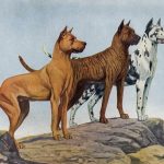 Dog Drawings 4 - Three Great Danes
