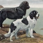 Dog Drawings 6 - Two Newfoundlands