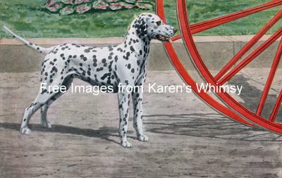 Dog Drawings 1 - A Spotted Dalmation