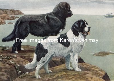 Dog Drawings 6 - Two Newfoundlands