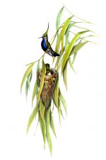 Drawings of Hummingbirds 4 - DeLalande's Plover-Crest