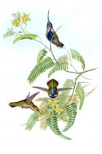 Drawings of Hummingbirds 5 - Loddige's Plover-Crest