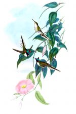 Drawings of Hummingbirds 6 - Sun Gem